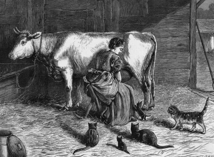 Framed Print : Milking Cow Framed Print : Milking Cow