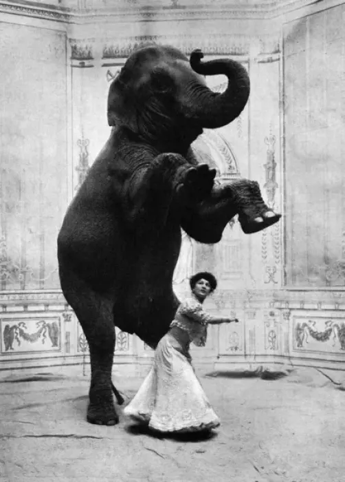 Framed Print : Miss Orford and her performing elephant Framed Print : Miss Orford and her performing elephant