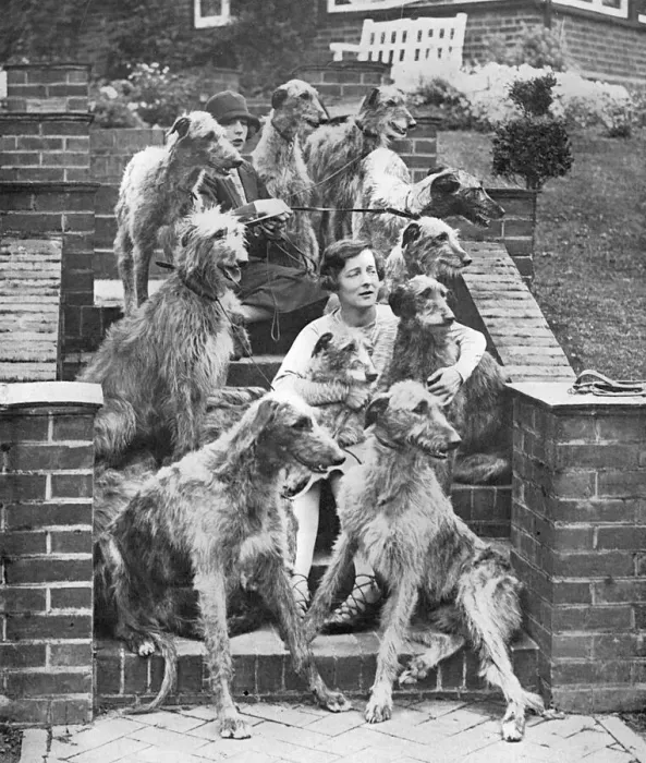Framed Print : Miss Richmond and her deerhounds Framed Print : Miss Richmond and her deerhounds