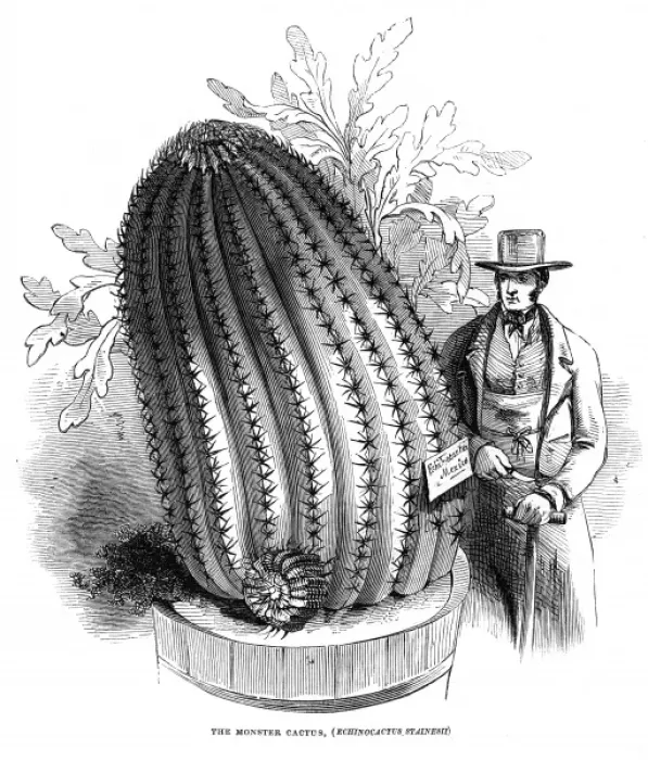 Framed Print : Monster Cactus at the Royal Botanic Gardens, Kew, 1845