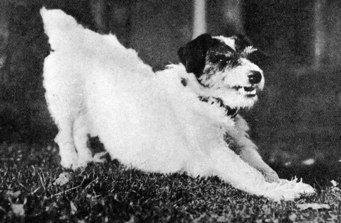Framed Print : Morty the dog, mascot of WW1