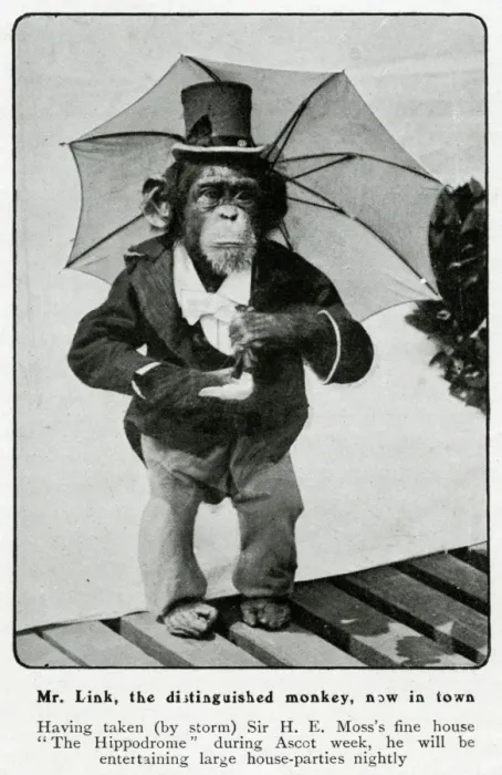 Framed Print : Mr Link, monkey appearing at the Hippodrome 1906 Framed Print : Mr Link, monkey appearing at the Hippodrome 1906