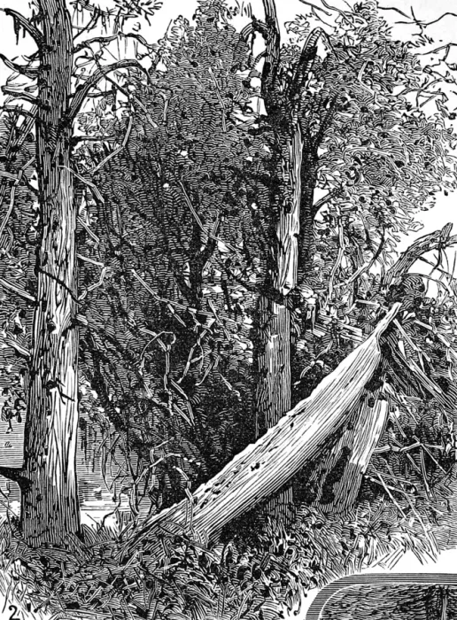 Framed Print : Native American Indian Chiefs Grave, San Juan Island, 1882 Framed Print : Native American Indian Chiefs Grave, San Juan Island, 1882