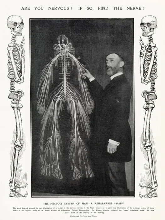 Framed Print : Are you nervous? If so, find the nerve! Photograph of Dr Framed Print : Are you nervous? If so, find the nerve! Photograph of Dr