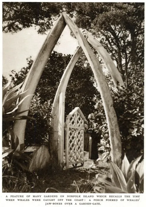 Framed Print : Norfolk Island garden with whale bones, 1939 Framed Print : Norfolk Island garden with whale bones, 1939