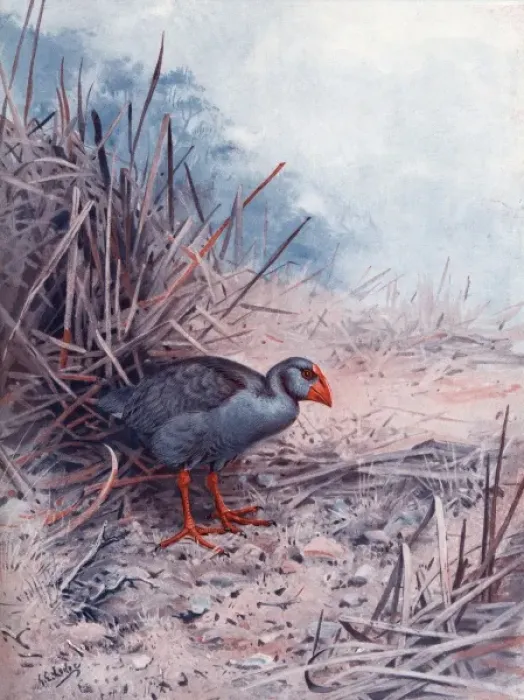Framed Print : Notornis. Rare flightless New Zealand bird, the notornis Framed Print : Notornis. Rare flightless New Zealand bird, the notornis