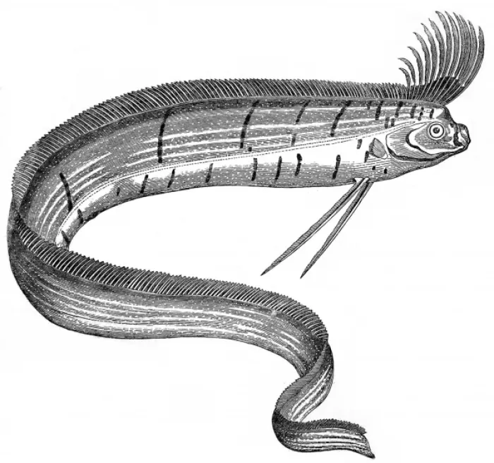Framed Print : Oarfish at the Cosmorama, London, 1849 Framed Print : Oarfish at the Cosmorama, London, 1849