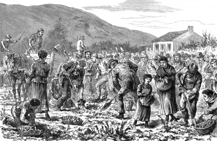 Framed Print : Peasants seizing potato crop, Ireland Framed Print : Peasants seizing potato crop, Ireland