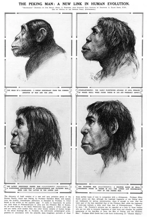 Framed Print : Peking Man A new link in human evolution