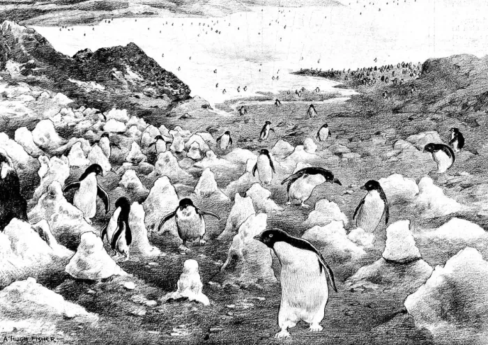 Framed Print : Penguins walking up Cape Adare, Antarctica, c. 1902