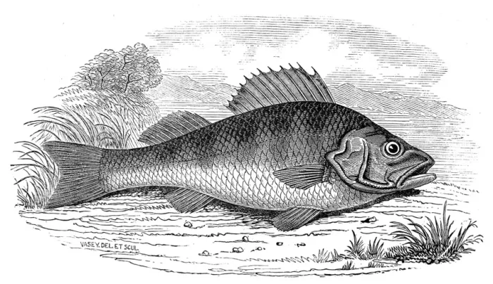 Framed Print : A Perch, 1846