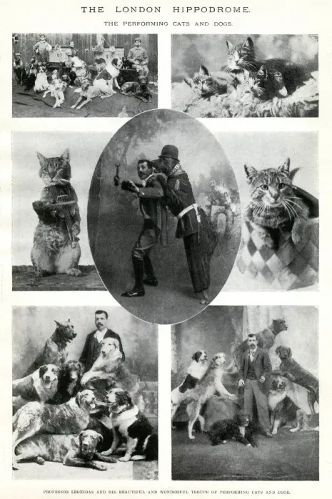 Framed Print : Performing cats and dogs at the London Hippodrome