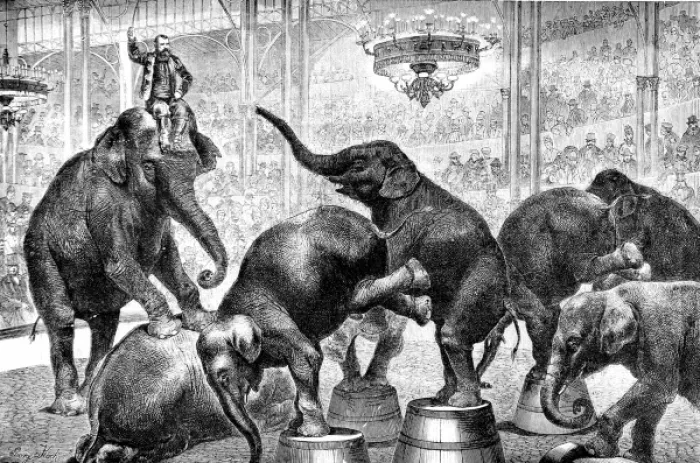 Framed Print : Performing Elephants in a Circus, 1876