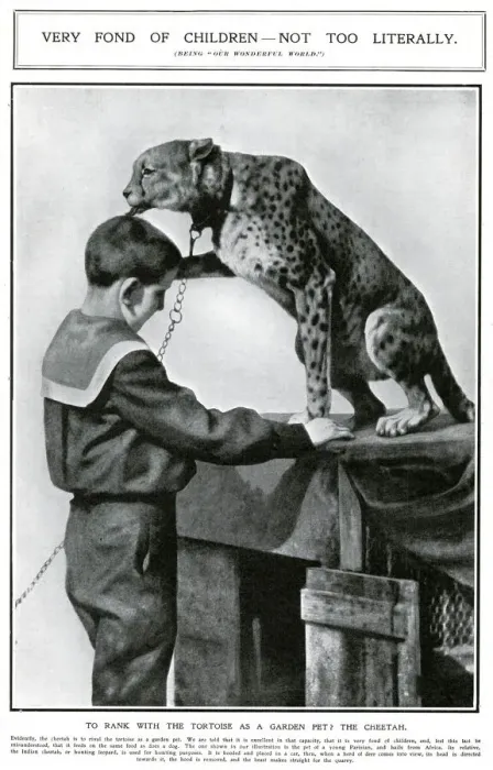 Framed Print : A pet cheetah in Paris, 1909 Framed Print : A pet cheetah in Paris, 1909