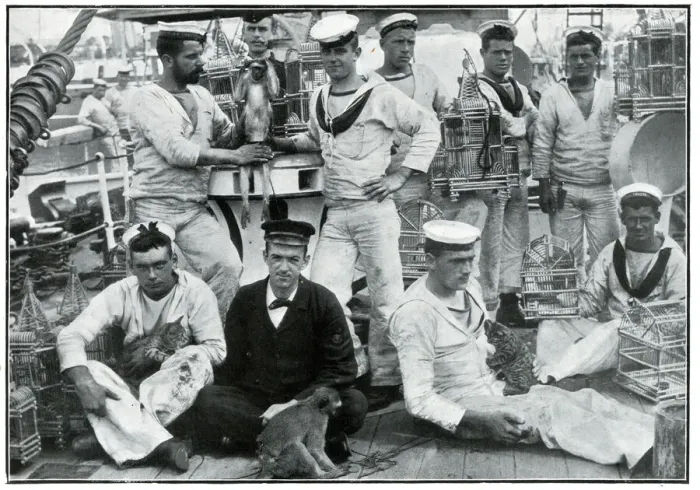 Framed Print : Pets brought home by men of HMS Thetis from St Helena Framed Print : Pets brought home by men of HMS Thetis from St Helena