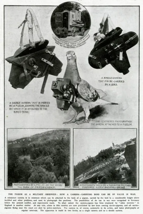 Framed Print : Pigeon as Military observer 1914 Framed Print : Pigeon as Military observer 1914