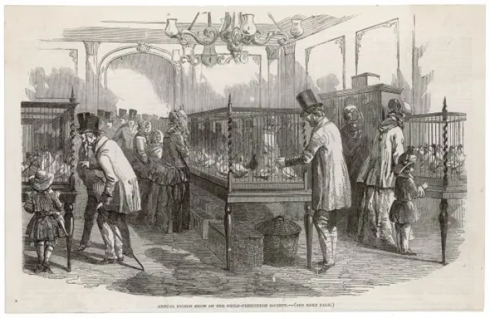 Framed Print : Pigeon Show, London