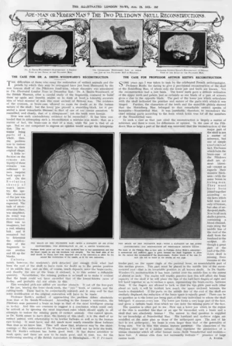 Framed Print : Piltdown Man: brain capacity compared Framed Print : Piltdown Man: brain capacity compared
