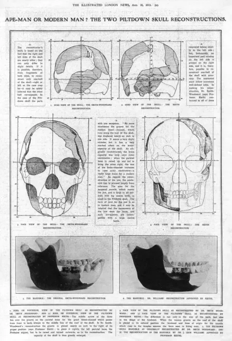Framed Print : Piltdown Man: mandible and skull compared Framed Print : Piltdown Man: mandible and skull compared