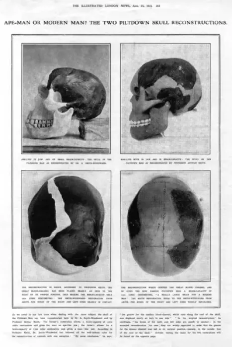 Framed Print : Piltdown Man: reconstructed skulls compared Framed Print : Piltdown Man: reconstructed skulls compared