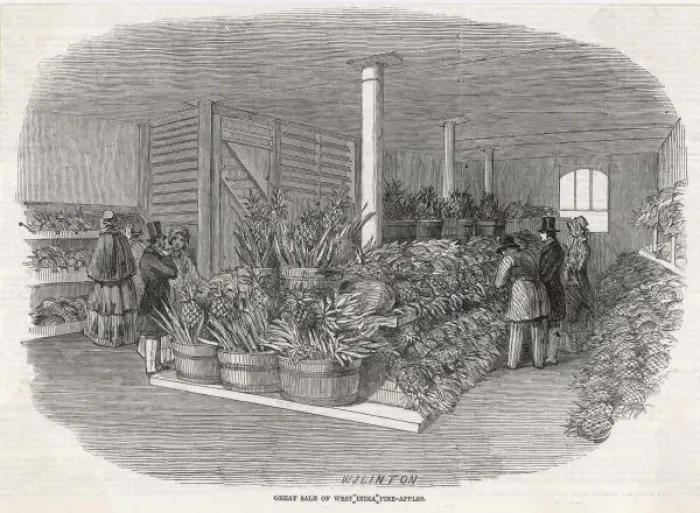 Framed Print : Pineapples Hit London Framed Print : Pineapples Hit London