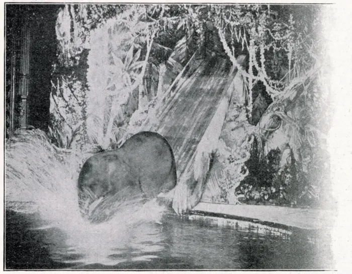 Framed Print : Plunging elephants at the London Hippodrome Framed Print : Plunging elephants at the London Hippodrome