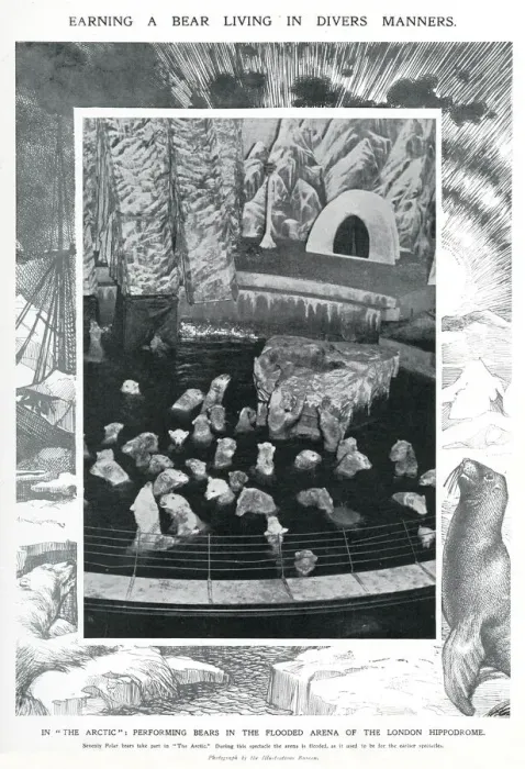 Framed Print : Polars bears at the London Hippodrome, January 1910 Framed Print : Polars bears at the London Hippodrome, January 1910