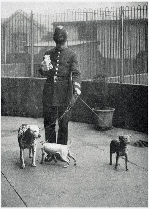 Framed Print : Policeman Bringing Four Dogs to Battersea Dogs Home 1919 Framed Print : Policeman Bringing Four Dogs to Battersea Dogs Home 1919