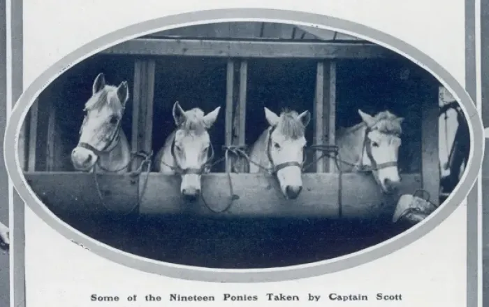Framed Print : Ponies of the Scott Polar Expedition