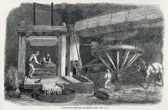 Framed Print : Pressing Cider Apples Framed Print : Pressing Cider Apples
