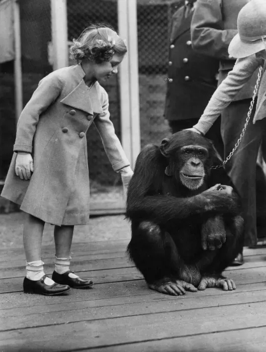Framed Print : Princess Margaret with a chimpanzee Framed Print : Princess Margaret with a chimpanzee