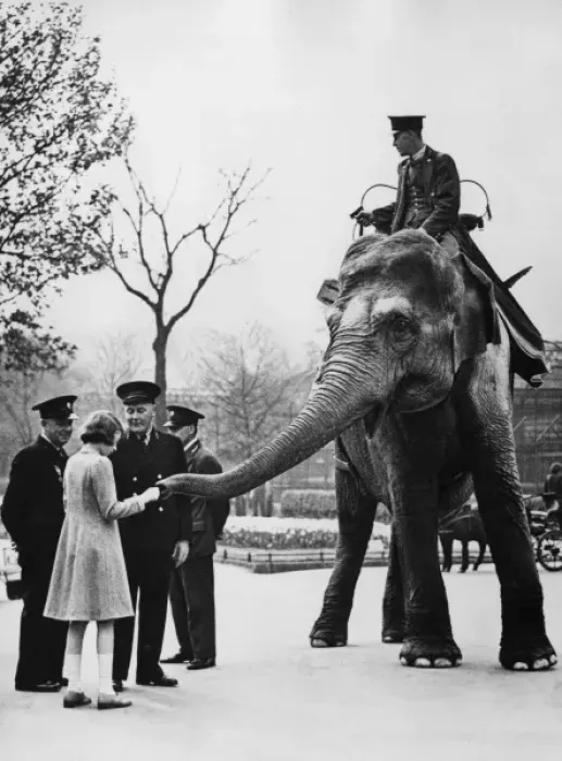 Framed Print : Queen Elizabeth II feeds elephants at London Zoo Framed Print : Queen Elizabeth II feeds elephants at London Zoo