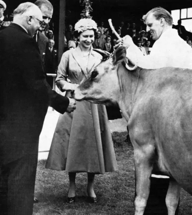 Framed Print : Queen Elizabeth II receiving the gift of a cow, 1957 Framed Print : Queen Elizabeth II receiving the gift of a cow, 1957