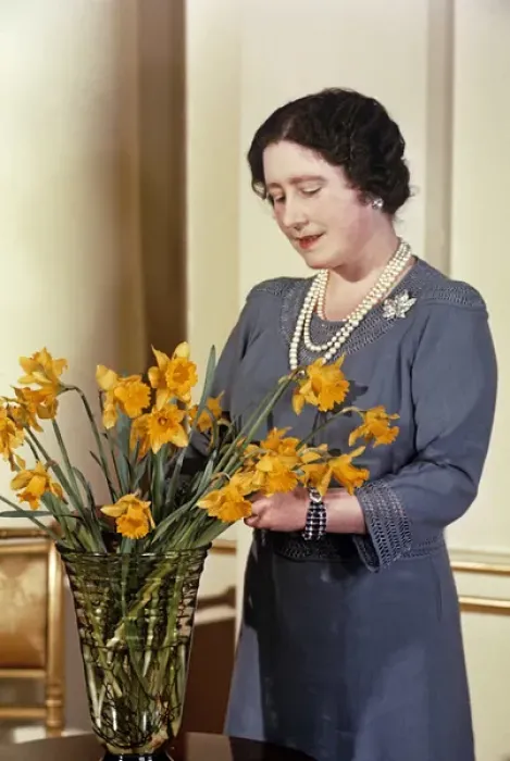 Framed Print : Queen Mother arranging yellow daffodils