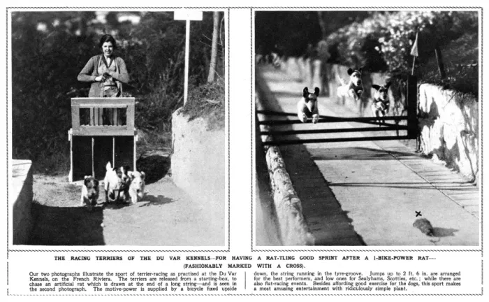 Framed Print : Racing terriers at the Du Var Kennels, French Riviera Framed Print : Racing terriers at the Du Var Kennels, French Riviera