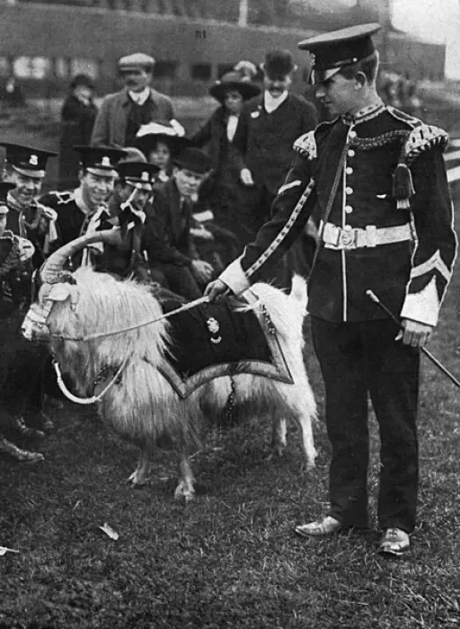 Framed Print : Regimental goat, mascot of the Welsh Regiment, WW1