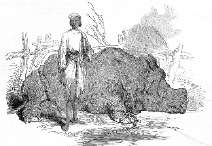 Framed Print : Rhinoceros found in Rundheer Singhs Camp, Bengal, 1852
