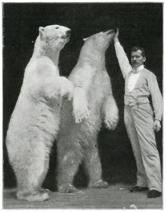 Framed Print : Richard Sawade and polar bears at the London Hippodrome