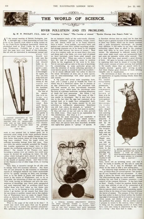 Framed Print : River pollution and its problems, ILN January 1932