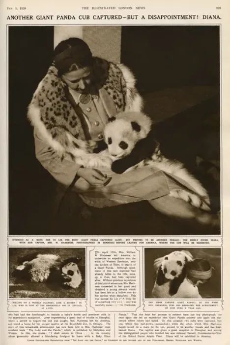 Framed Print : Ruth Harkness and her baby Giant Panda Diana, 1938 Framed Print : Ruth Harkness and her baby Giant Panda Diana, 1938