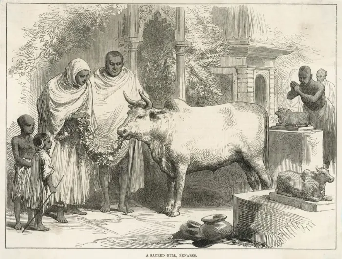Framed Print : Sacred bull in Benares, India Framed Print : Sacred bull in Benares, India