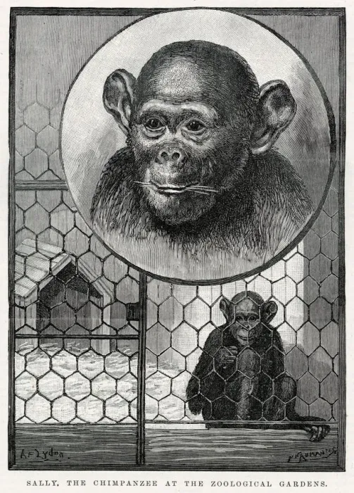 Framed Print : Sally, chimpanzee at Zoological Gardens arriving at in October 1883 as a small infant