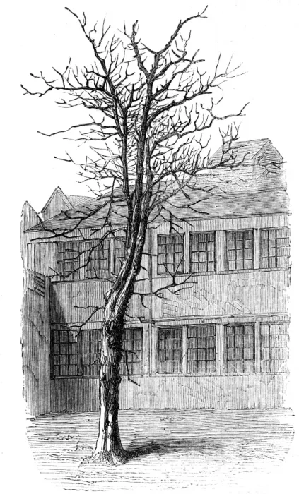 Framed Print : Samuel Johnson / Tree Framed Print : Samuel Johnson / Tree