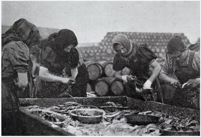 Framed Print : Scotch Herring Women Workers 1902 Framed Print : Scotch Herring Women Workers 1902
