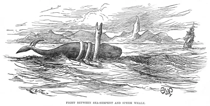 Framed Print : Sea Serpent / 1875 Brazil Framed Print : Sea Serpent / 1875 Brazil