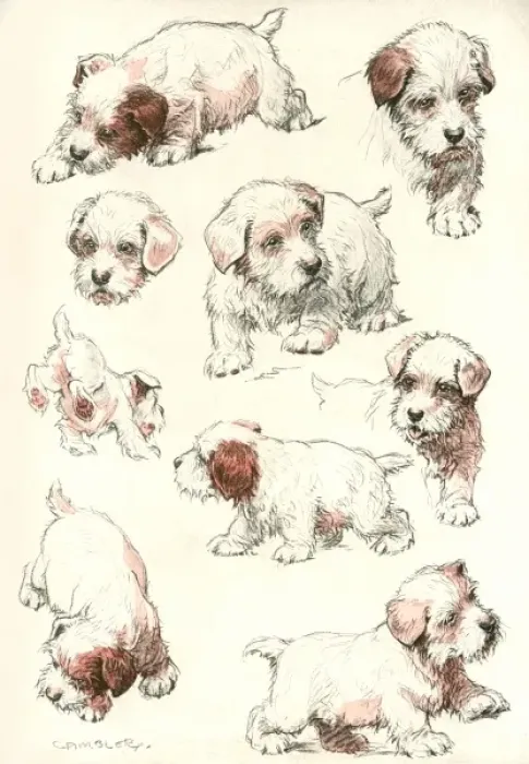 Framed Print : Sealyham Terrier Puppies