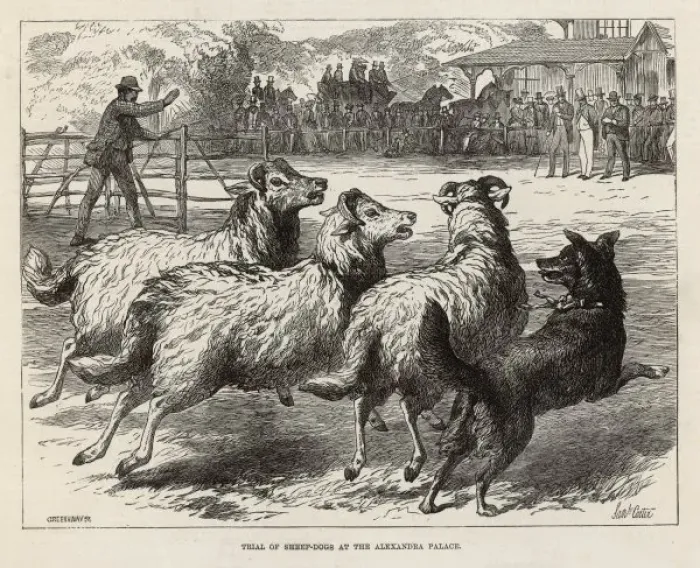 Framed Print : Sheep Dog Trial in 1876 Framed Print : Sheep Dog Trial in 1876