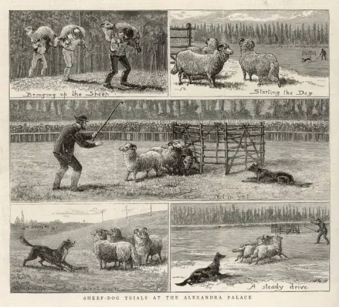 Framed Print : Sheepdog Trials Framed Print : Sheepdog Trials