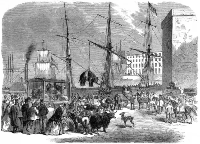 Framed Print : Shipping wild animals in the London Docks Framed Print : Shipping wild animals in the London Docks