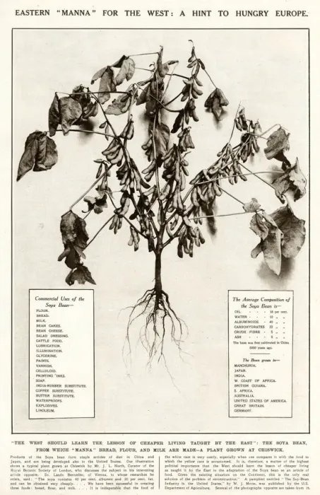 Framed Print : Soya beans - a hint for hungry Europe 1921 Framed Print : Soya beans - a hint for hungry Europe 1921